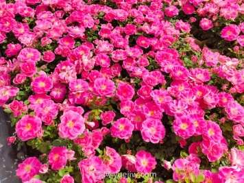 美植袋月季大苗批發(fā)，精品仙境抗病強(qiáng)花期長