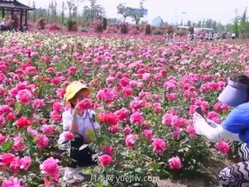 鹽城射陽(yáng)縣鶴鄉(xiāng)菊海8萬(wàn)株月季花盛放，打卡圣地