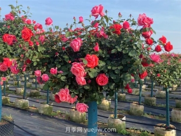 樹狀月季呈現(xiàn)葉子發(fā)黃掉落的緣由有哪些？