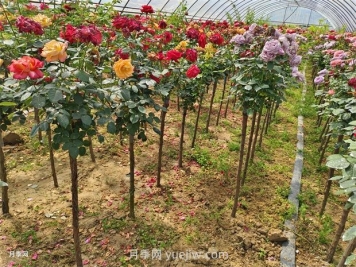 樹狀月季怎么種植？