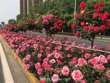 綠化養(yǎng)護如何提高管理？