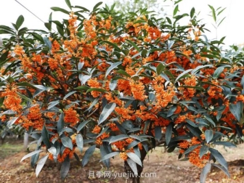 夏季如何讓桂花樹(shù)茁壯成長(zhǎng)？