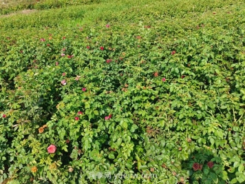 薔薇種子什么時(shí)候播種好？