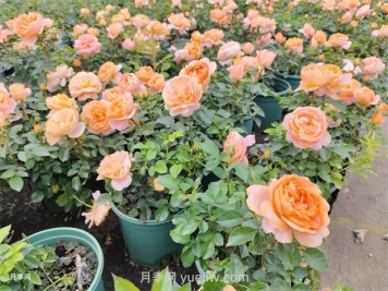 夏季樹木頻頻出現(xiàn)干葉枯枝咋辦？