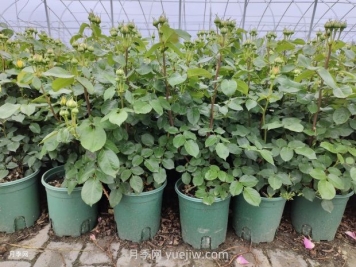 月季花的開花與施肥關系密切：技巧大揭秘