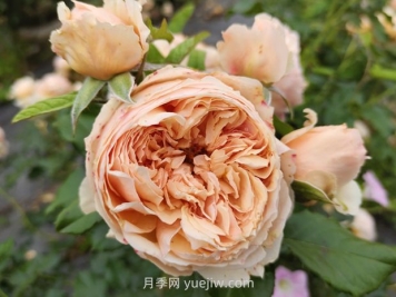 耐熱品種哪款強(qiáng)？兩廣花友強(qiáng)烈推薦3款月季