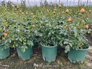 夏季月季管理做好這5點(diǎn)，長勢旺盛，秋花更美