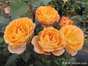 果汁陽臺月季的優(yōu)缺點是什么？