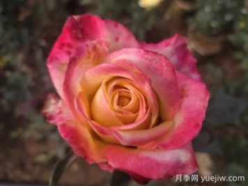 哈雷彗星月季的優(yōu)缺點是什么？