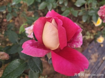 火和平月季的優(yōu)缺點是什么？