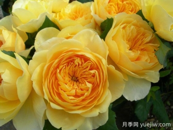圣女貞德月季的優(yōu)缺點是什么？