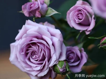 薰衣草女神月季的優(yōu)缺點是什么？