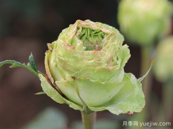 推薦6種綠色系月季品種，清新脫俗，難得一見