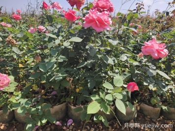 導(dǎo)致盆栽大花月季苗爛根的要素有什么？