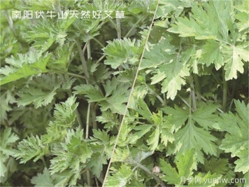 南陽中醫(yī)藥產(chǎn)業(yè)找準(zhǔn)突破口，奮力推進(jìn)臥龍艾草產(chǎn)業(yè)創(chuàng)新發(fā)展