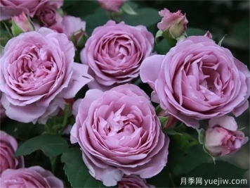 推薦8個(gè)豐花月季品種，抗病性強(qiáng)且花色美麗