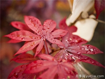 培育紅楓苗木的常見(jiàn)錯(cuò)誤總結(jié)