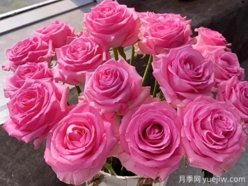 蘇醒玫瑰無(wú)與倫比的魅力，有何優(yōu)點(diǎn)？