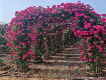 藤本植物必知四大類，你知道幾個？