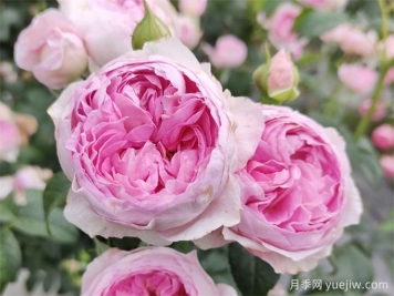 月季花前、花期、花后的施肥辦法