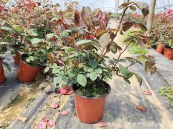 花盆越大越好？為什么地栽的植物長得好？