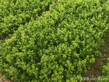 春天綠籬栽植養(yǎng)護(hù)辦法，大大減少死亡率
