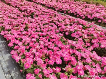 600種園林植物配置大全，分類特征匯集