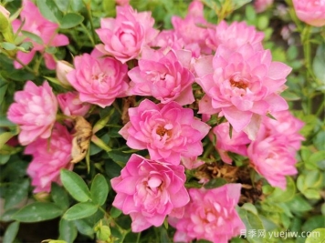 適合陽(yáng)臺(tái)盆栽的微月，推薦7個(gè)品種