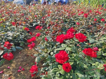 盆栽月季怎么養(yǎng)長(zhǎng)得好？讓月季花快速爆盆的幾點(diǎn)