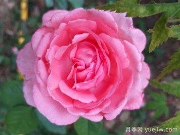 花宮娜月季，沒有缺點，又美又仙，抗病又勤花