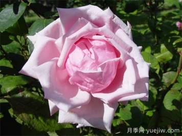 法蘭西月季(France)，世界第一個(gè)雜交茶香現(xiàn)代月季