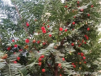 傳說(shuō)抗癌能力最強(qiáng)的十大植物