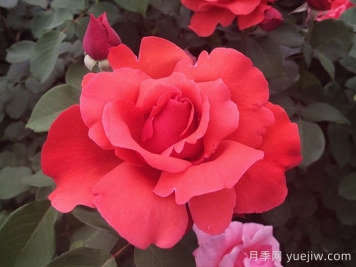 中國(guó)十大名花有哪些？