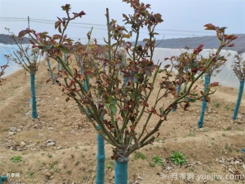 月季春季修剪抹芽，滿樹花開爆花枝頭