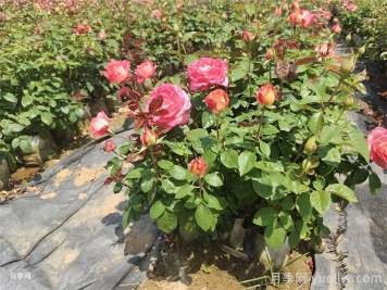 如何養(yǎng)好月季花盆栽？