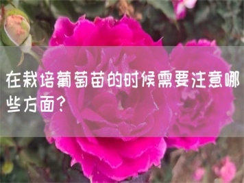 在栽培葡萄苗的時候需要注意哪些方面？