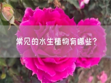 常見(jiàn)的水生植物有哪些？