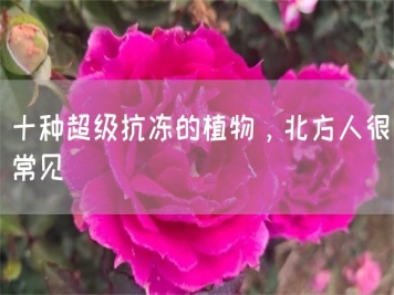 十種超級(jí)抗凍的植物，北方人很常見
