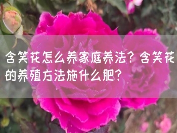 含笑花怎么養(yǎng)家庭養(yǎng)法？含笑花的養(yǎng)殖方法施什么肥？