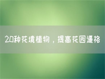 20種花境植物，提高花園逼格