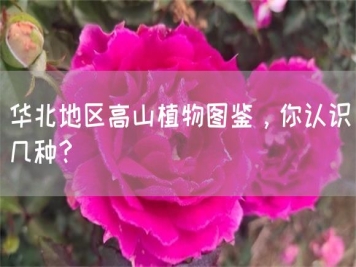 華北地區(qū)高山植物圖鑒，你認(rèn)識(shí)幾種？