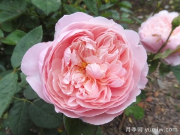 安妮克城堡月季，花姿優(yōu)雅，色彩迷人