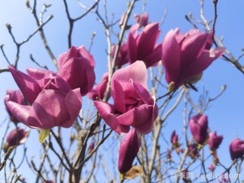 分享33種花葉不相見(jiàn)的植物，開(kāi)花時(shí)不見(jiàn)葉