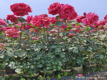 月季瘦弱徒長沒分枝怎么辦？強壯枝條開花多的養(yǎng)護辦法
