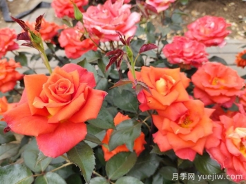 月季真的是藥罐子嗎？如何不噴藥養(yǎng)好月季？