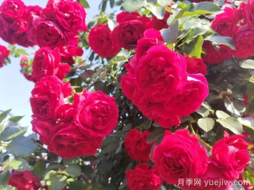 ?重新了解月季，月季的習性、養(yǎng)花、時間