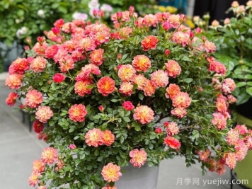 躲躲藏藏月季，多色微月盆栽，小巧可愛易爆盆