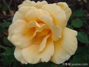 希林頓夫人月季，百年經(jīng)典灌木月季