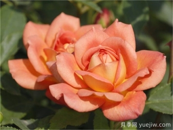 夏洛特夫人月季優(yōu)缺點有哪些？