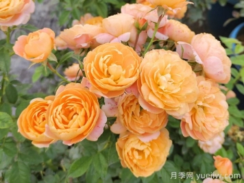微型月季一年四季花開(kāi)不斷，微型月季栽培手冊(cè)